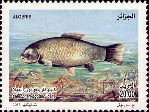 Carpe de roseau (Cienopharyngodon idelia) Pisciculture