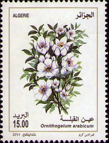Ornithogalum arabicum