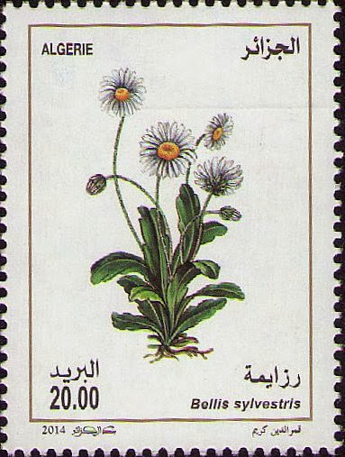 Bellis silvestris