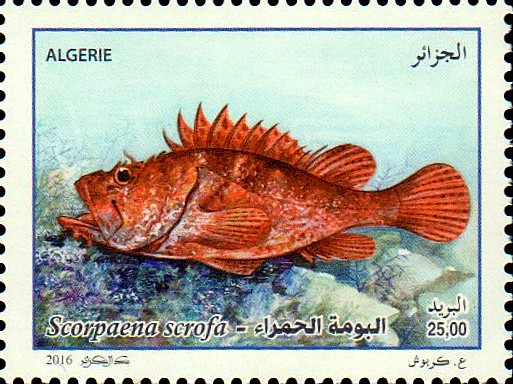 Rascasse rouge (Scorpaena scrofa)