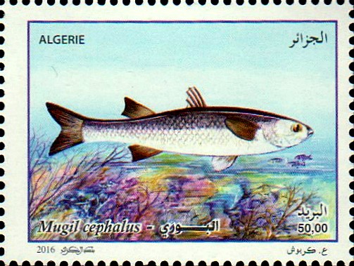 Bourri ou Mulet (Mugil cephalus)