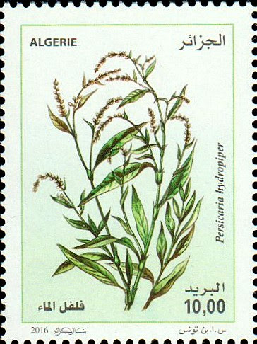 Persicaria hydropiper