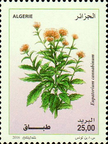 Eupatorium cannabinum - Tebbaq