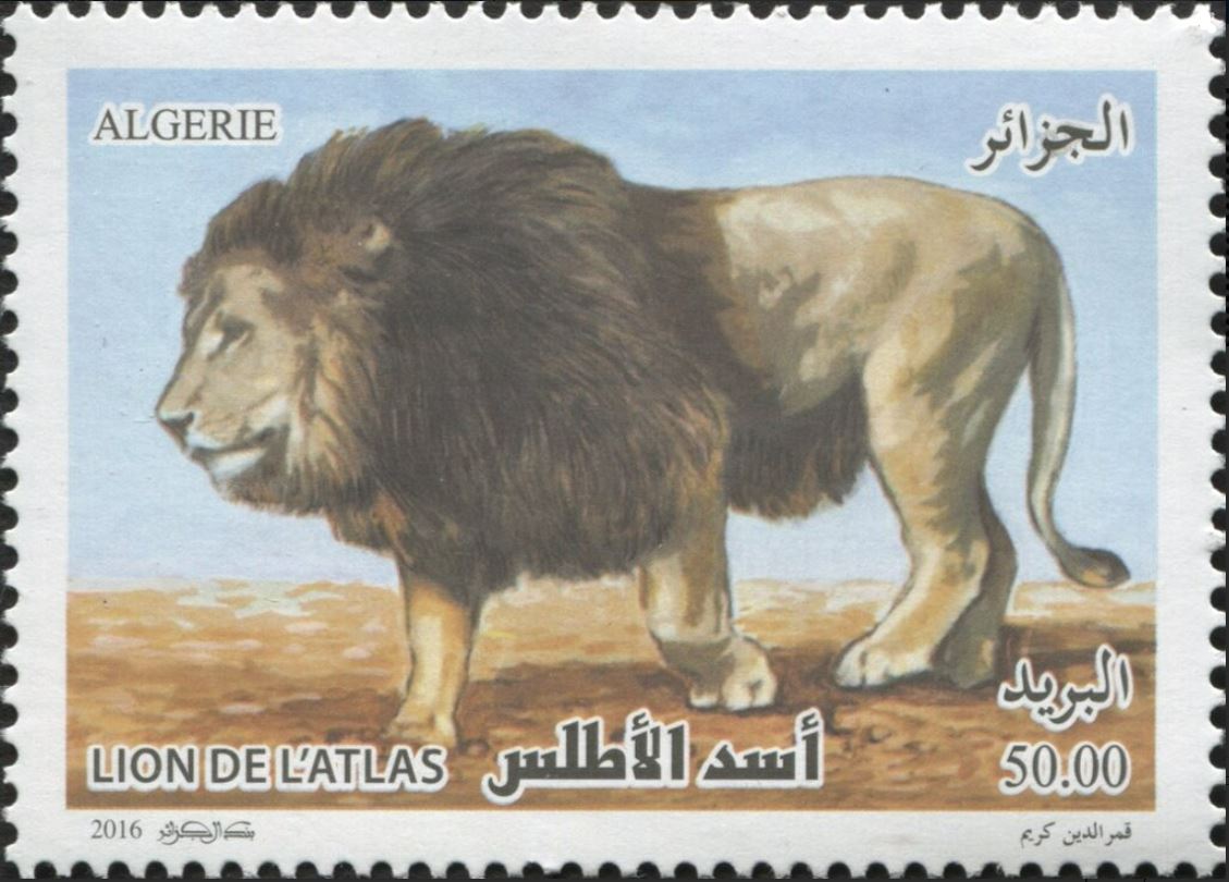 Le lion de l’atlas