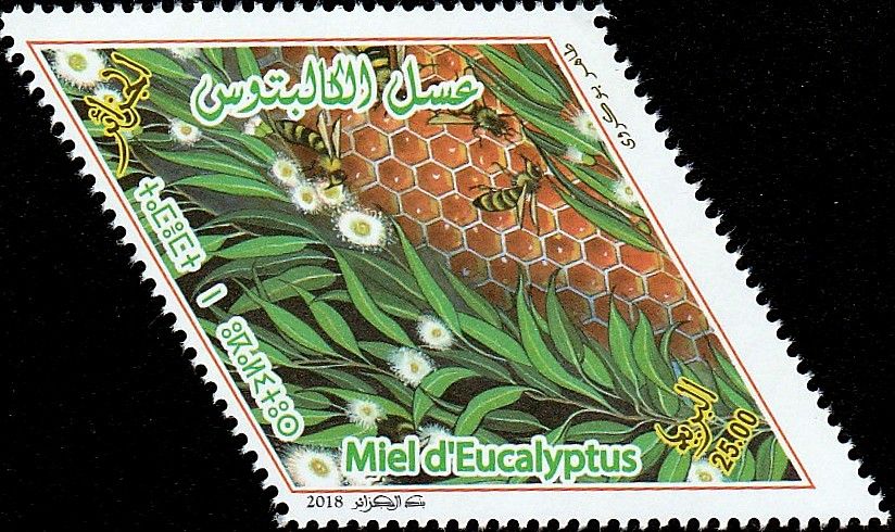 Miel d’eucalyptus