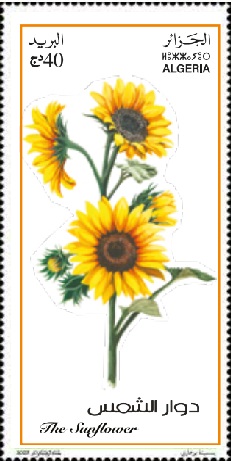 Le tournesol (Helianthus annuus)