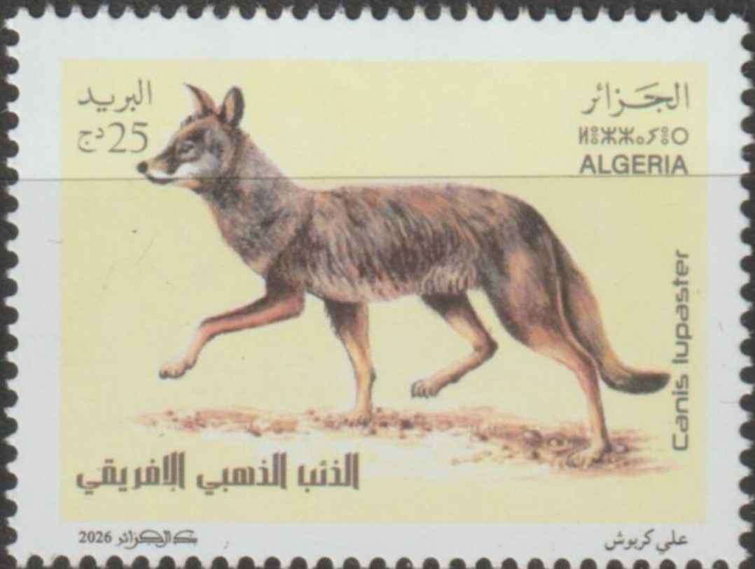 Loup doré africain (Canis lupaster)